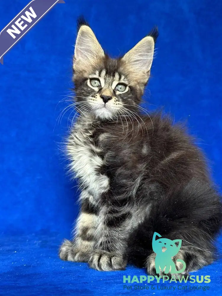 Indy Maine Coon polydactyl male black tabby - live animals