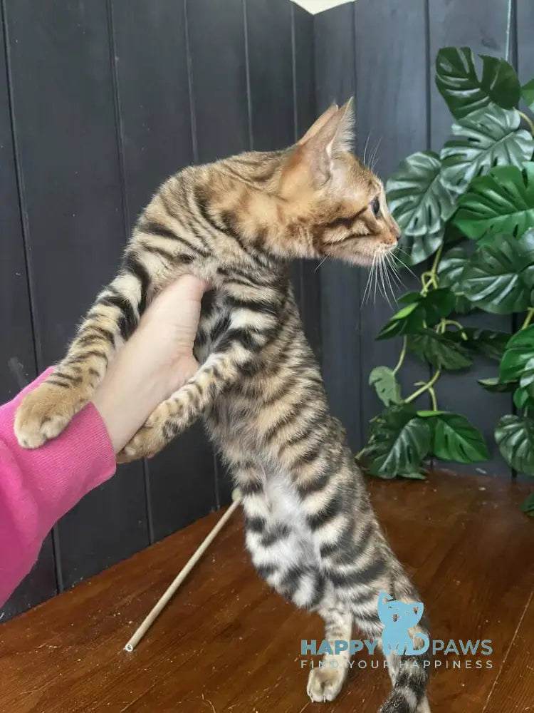 Indy Toyger female black tabby live animals