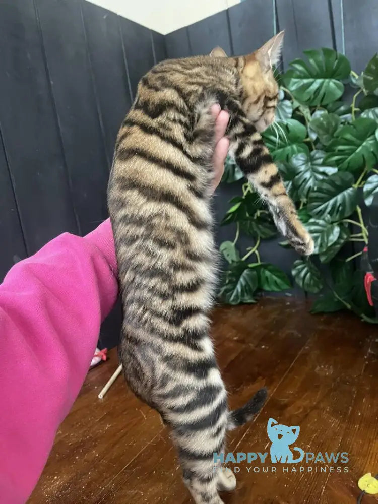 Indy Toyger female black tabby live animals