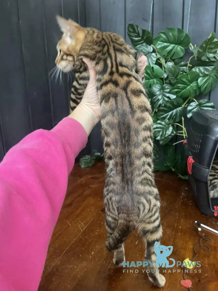 Indy Toyger female black tabby live animals