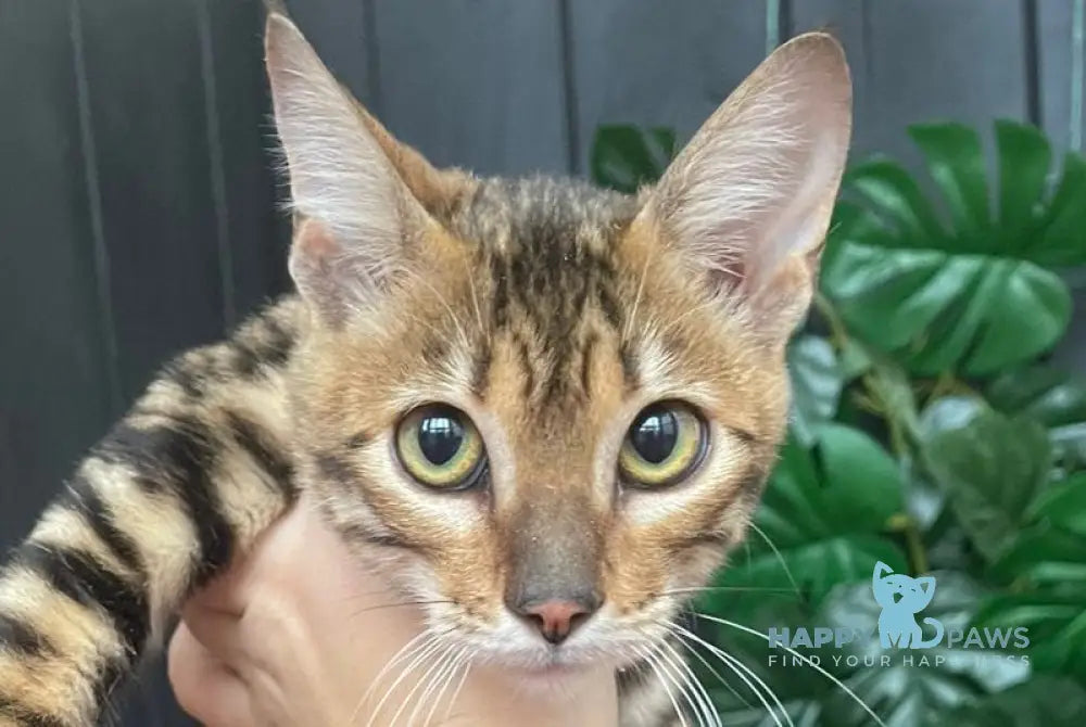 Indy Toyger female black tabby live animals