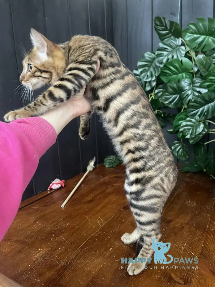 Indy Toyger female black tabby live animals