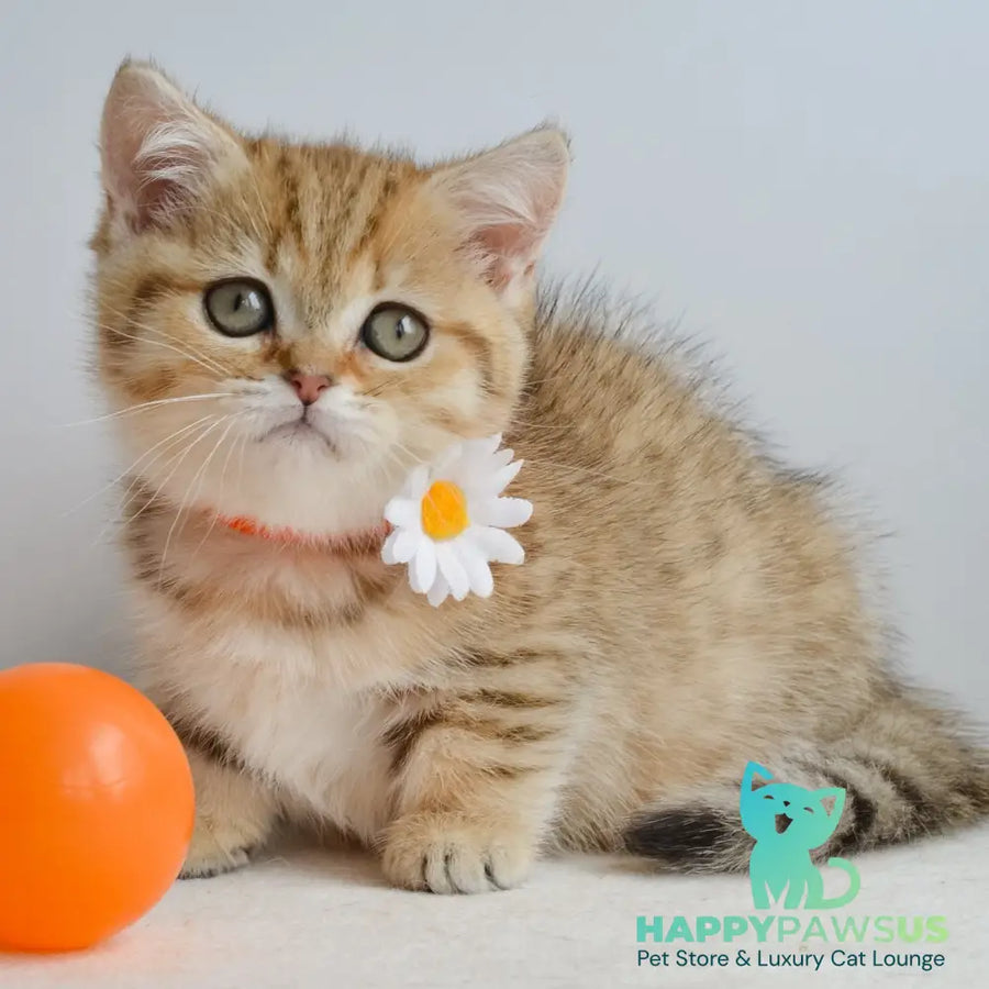 Ines Munchkin female black golden spotted tabby - live animals