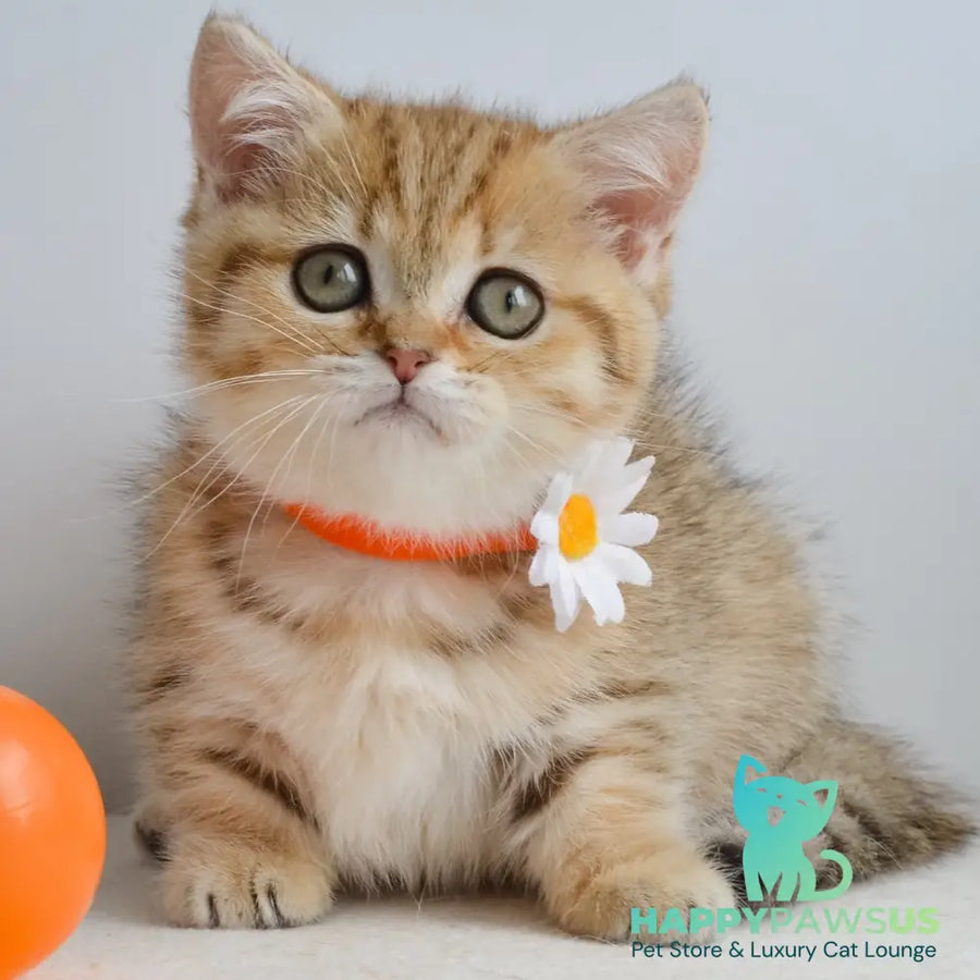 Ines Munchkin female black golden spotted tabby - live animals