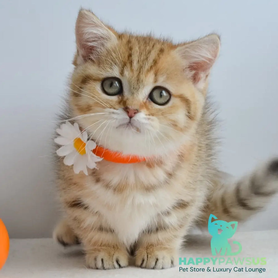 Ines Munchkin female black golden spotted tabby - live animals