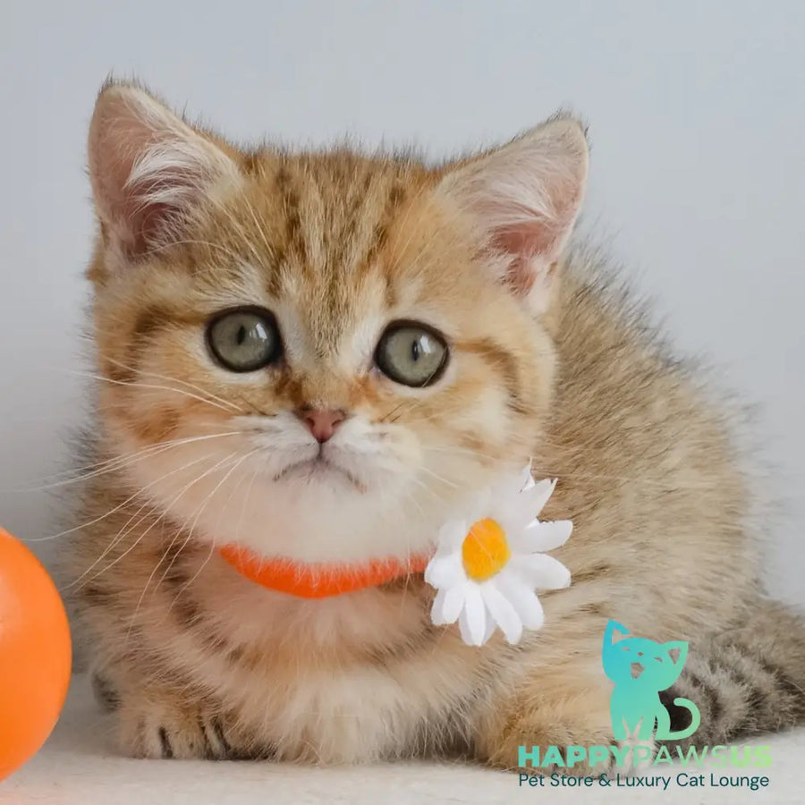 Ines Munchkin female black golden spotted tabby - live animals