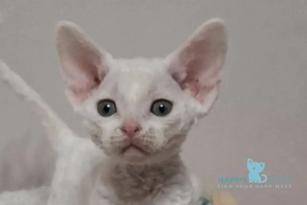Iney Devon Rex male white live animals