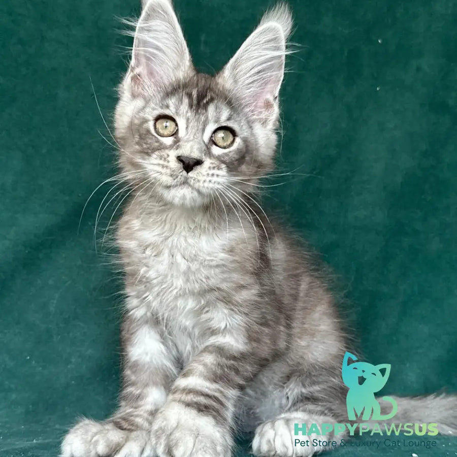 Iney Maine Coon polydactyl 6x6x6x6 male black silver tabby - live animals