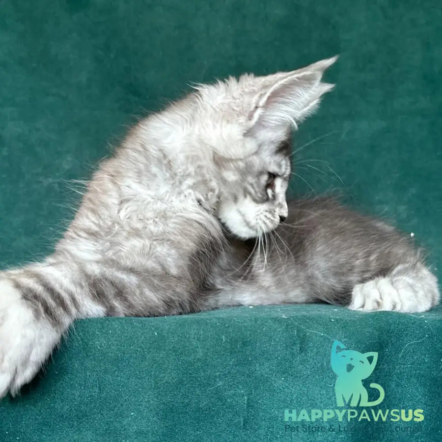 Iney Maine Coon polydactyl 6x6x6x6 male black silver tabby - live animals