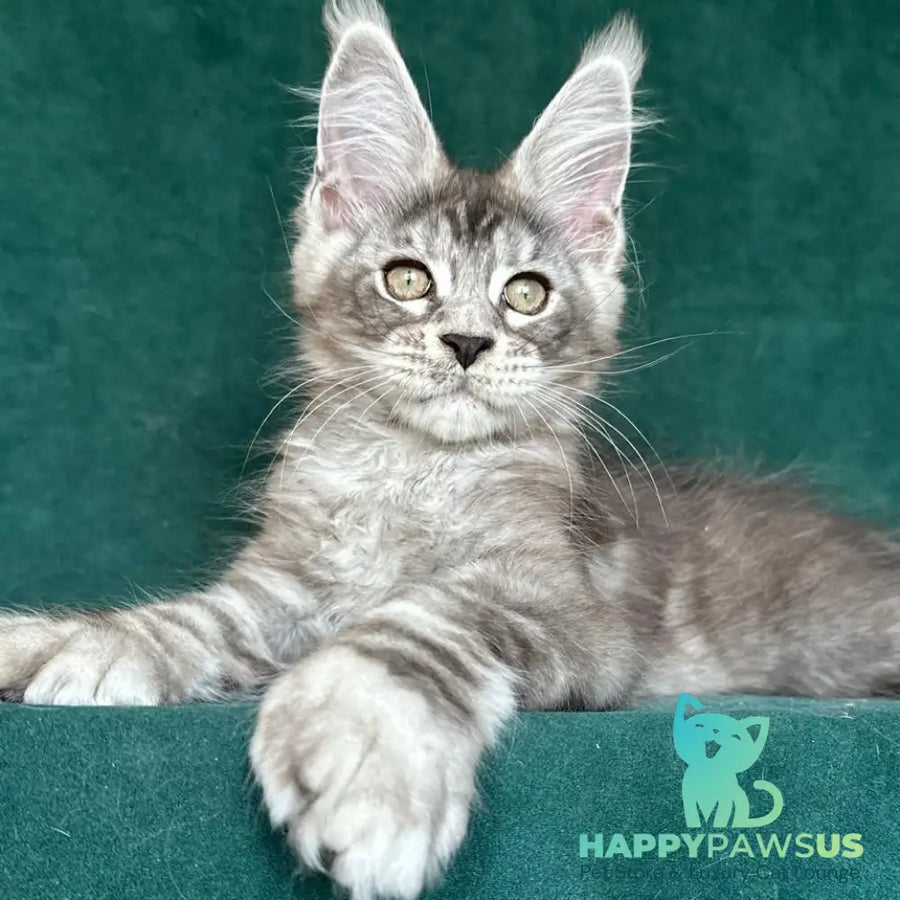 Iney Maine Coon polydactyl 6x6x6x6 male black silver tabby - live animals