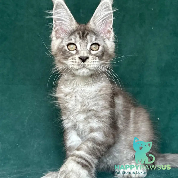 Iney Maine Coon polydactyl 6x6x6x6 male black silver tabby - live animals