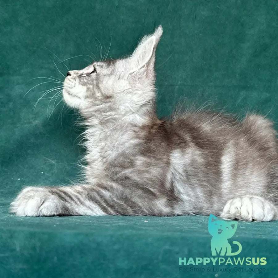 Iney Maine Coon polydactyl 6x6x6x6 male black silver tabby - live animals