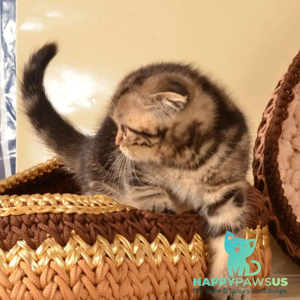 Infant Munchkin male black tabby - live animals