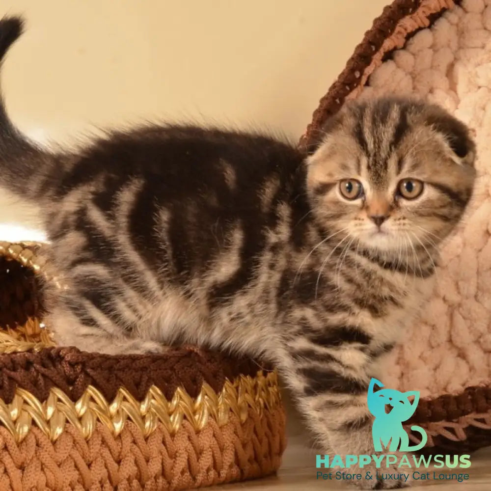 Infant Munchkin male black tabby - live animals