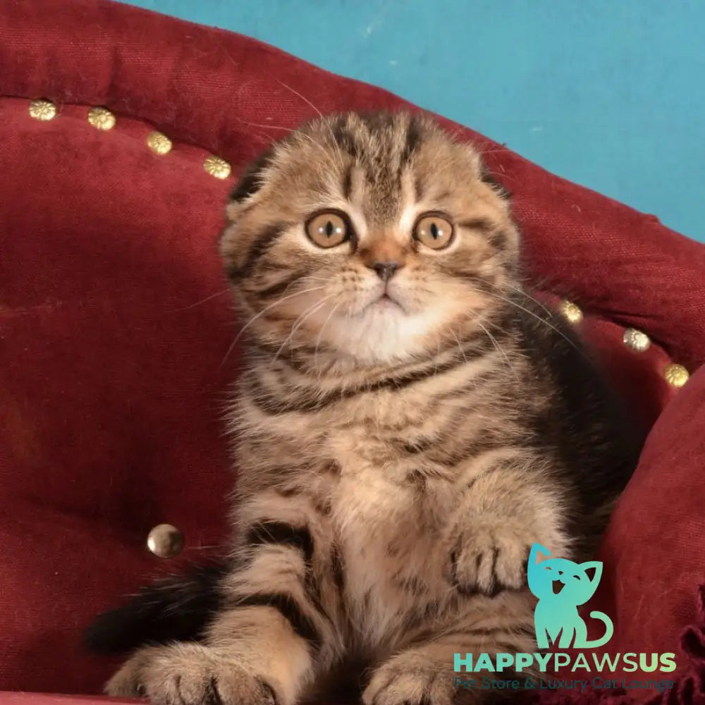 Infant Munchkin male black tabby - live animals