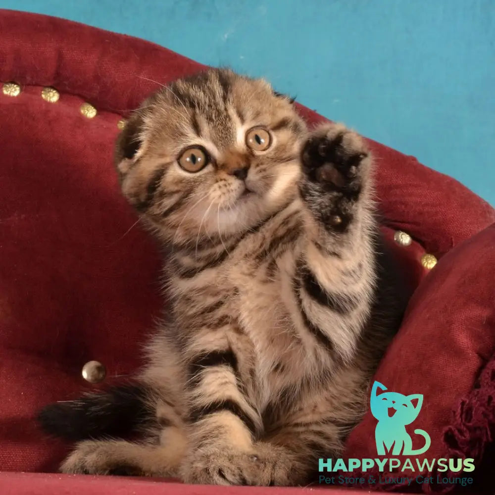 Infant Munchkin male black tabby - live animals