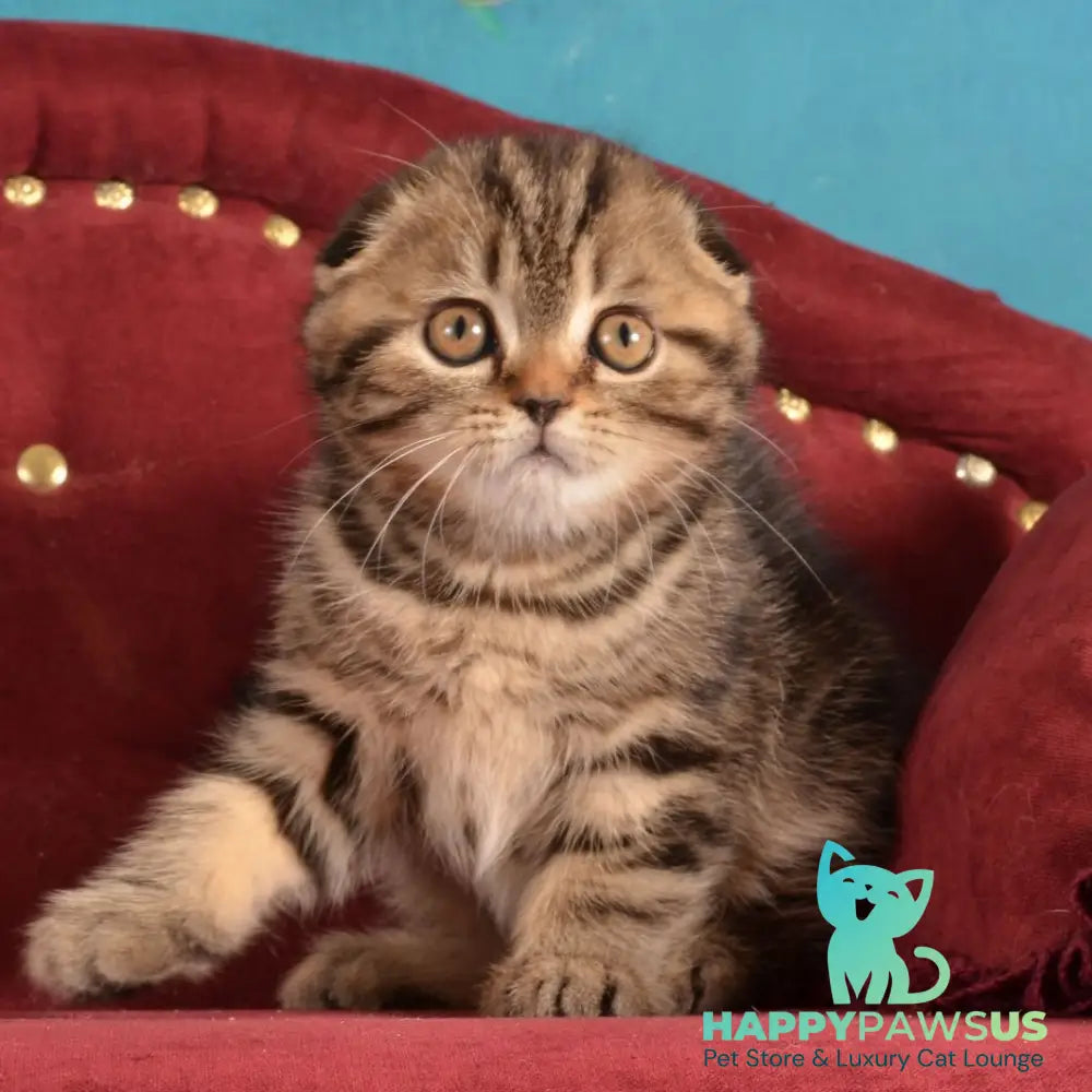 Infant Munchkin male black tabby - live animals