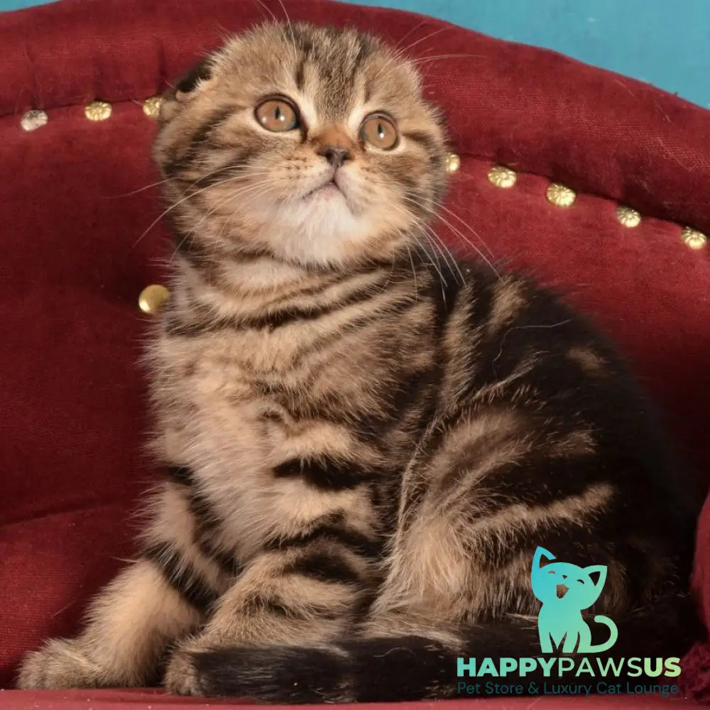 Infant Munchkin male black tabby - live animals