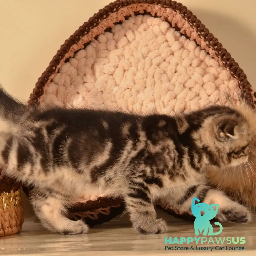 Infant Munchkin male black tabby - live animals