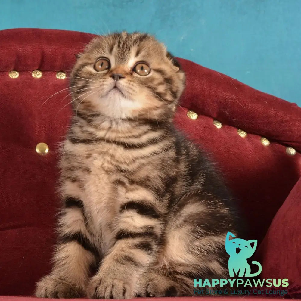 Infant Munchkin male black tabby - live animals