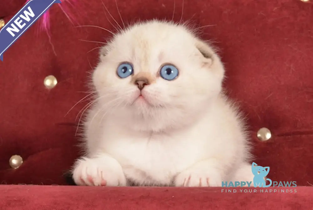 Infant Scottish Fold male black golden ticked tabby pointed live animals