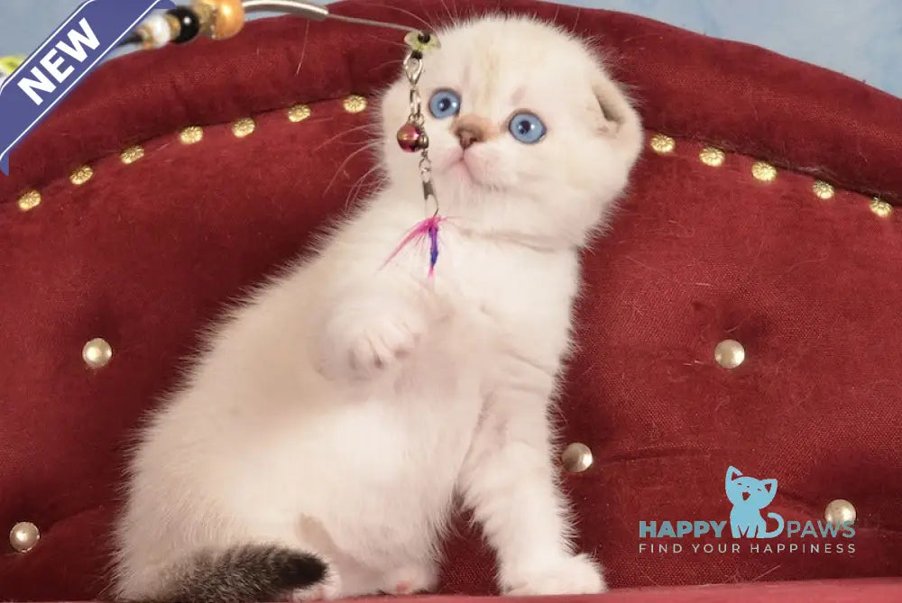 Infant Scottish Fold male black golden ticked tabby pointed live animals