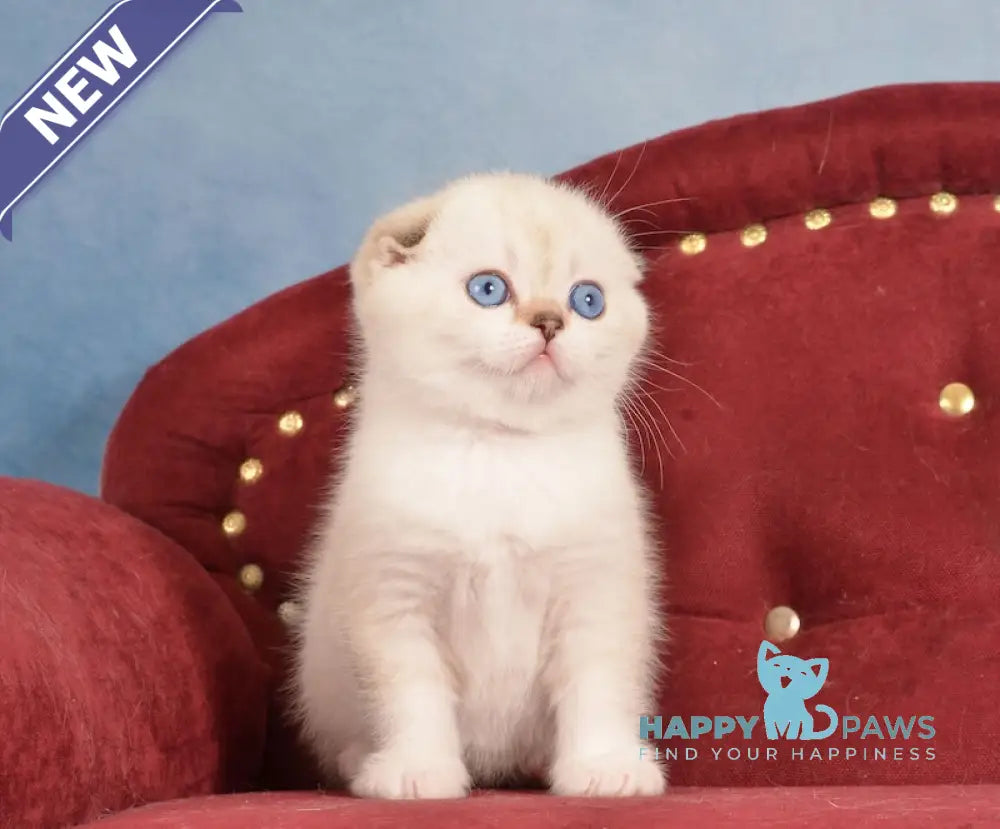 Infant Scottish Fold male black golden ticked tabby pointed live animals