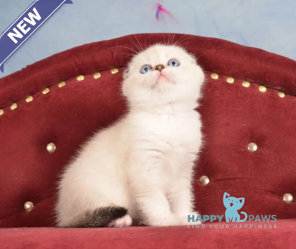 Infant Scottish Fold male black golden ticked tabby pointed live animals