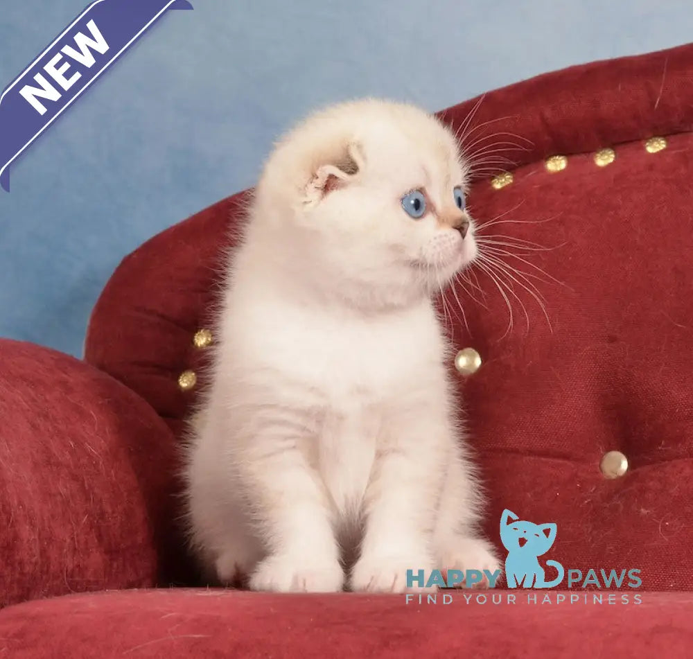 Infant Scottish Fold male black golden ticked tabby pointed live animals