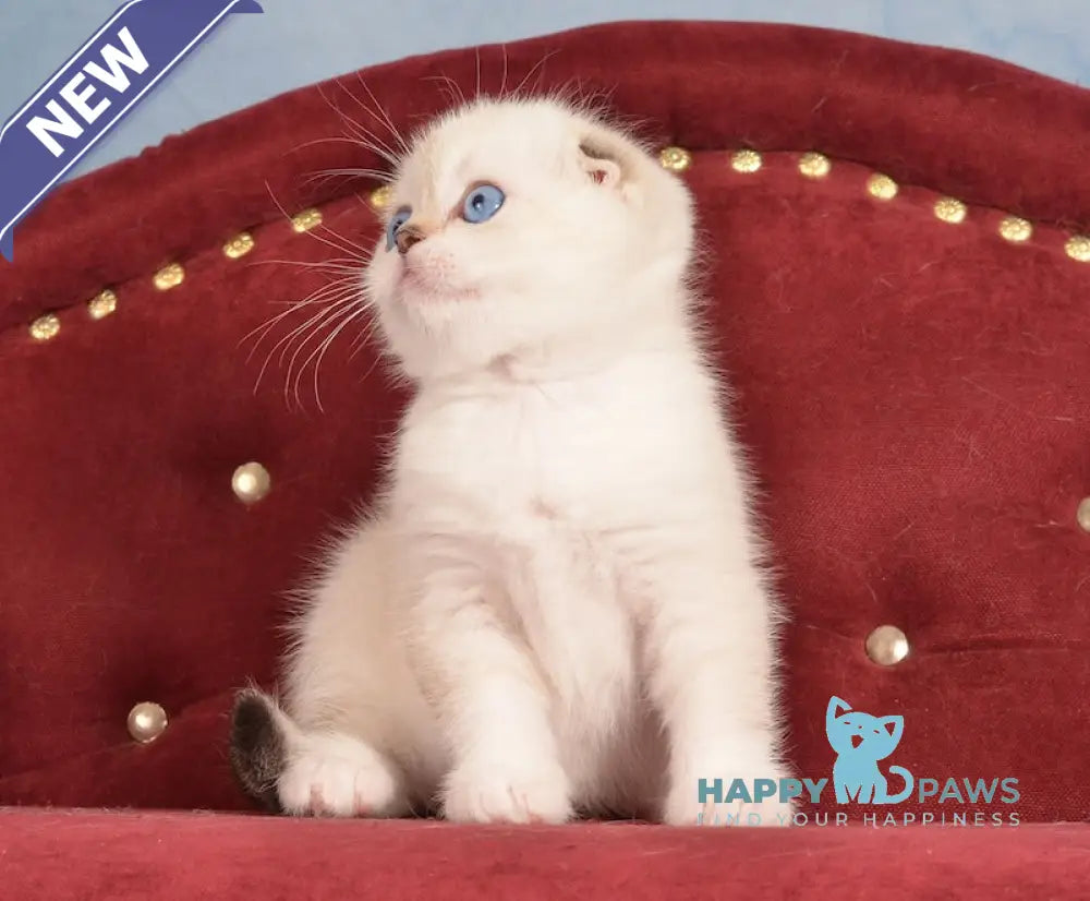 Infant Scottish Fold male black golden ticked tabby pointed live animals