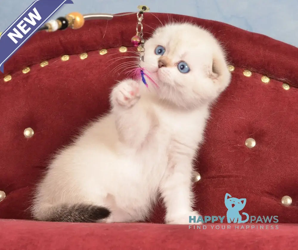 Infant Scottish Fold male black golden ticked tabby pointed live animals