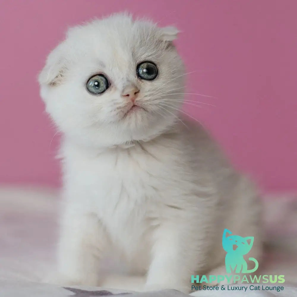 Infinite Scottish Fold female black silver chinchilla - live animals