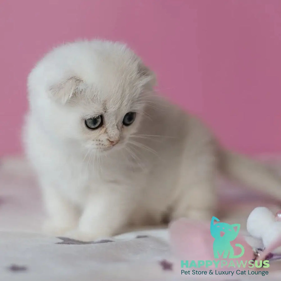 Infinite Scottish Fold female black silver chinchilla - live animals