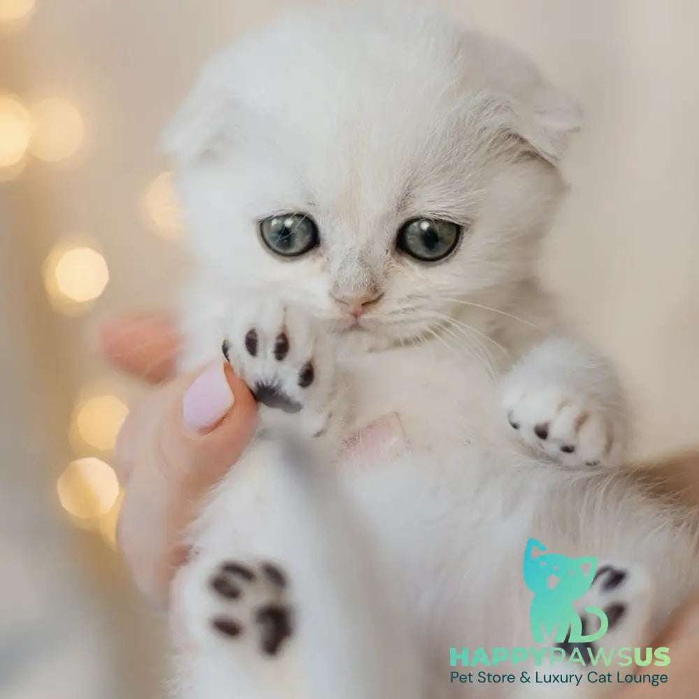 Infinite Scottish Fold female black silver chinchilla - live animals