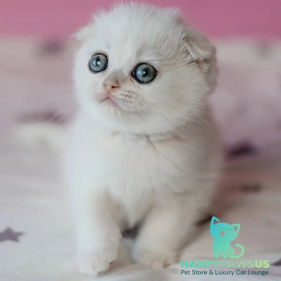 Infinite Scottish Fold female black silver chinchilla - live animals