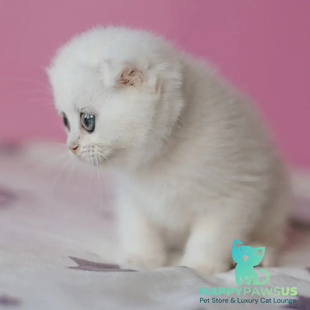 Infinite Scottish Fold female black silver chinchilla - live animals