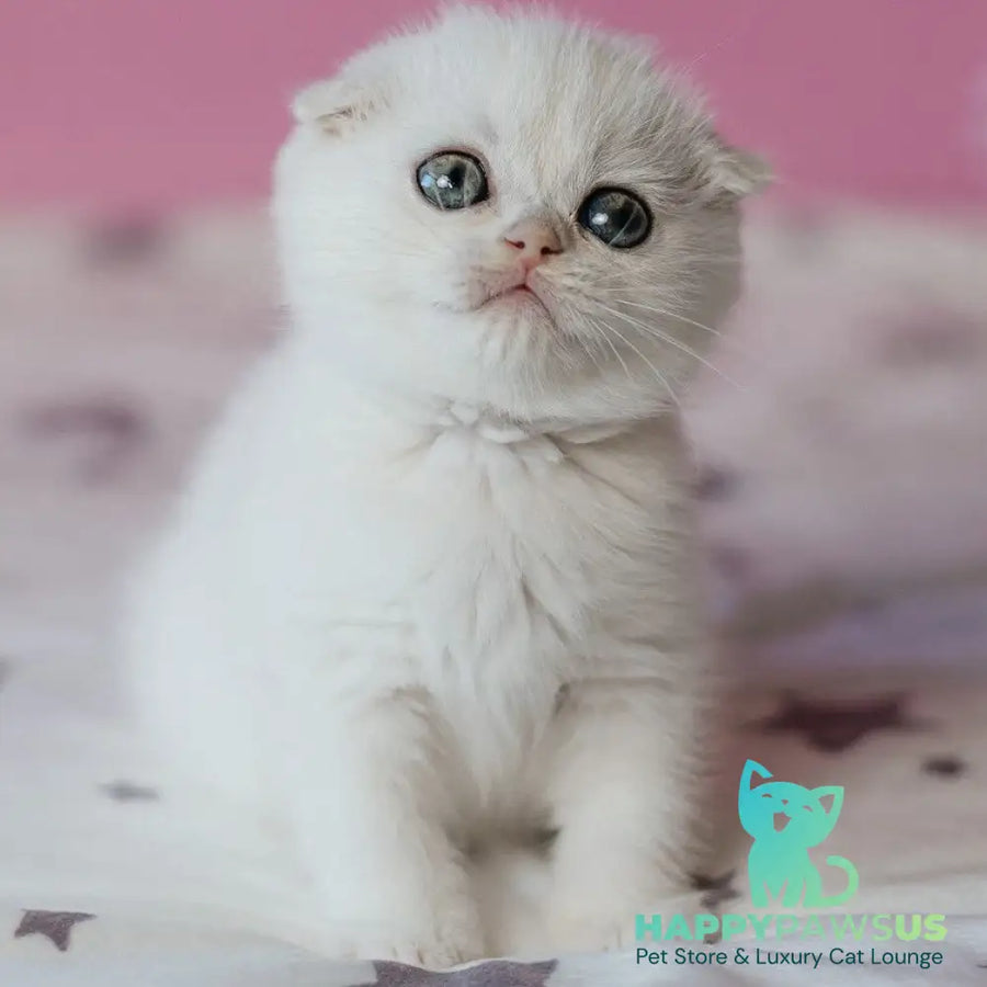Infinite Scottish Fold female black silver chinchilla - live animals