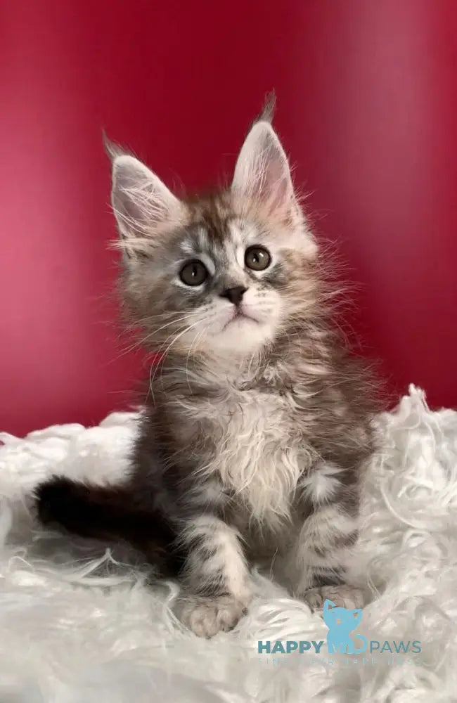 Infiniti Maine Coon female black tortie silver tabby live animals