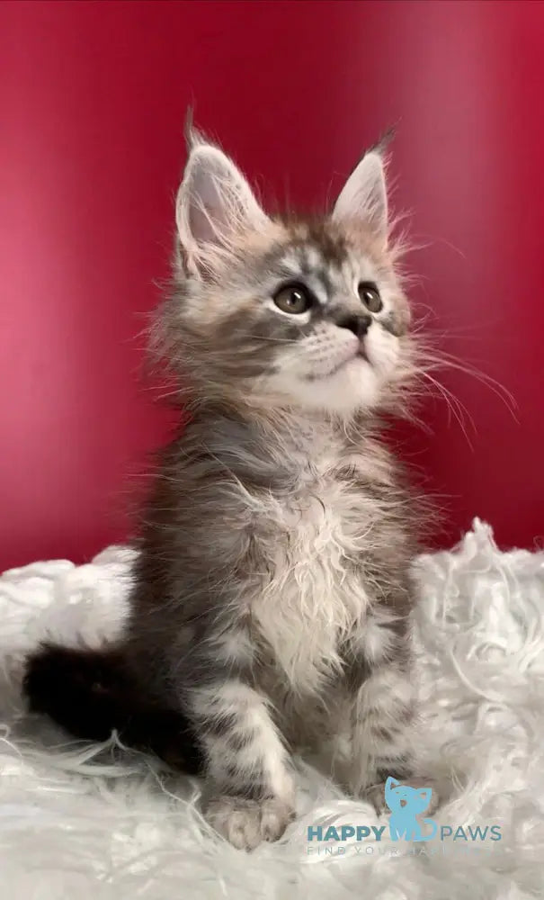 Infiniti Maine Coon female black tortie silver tabby live animals