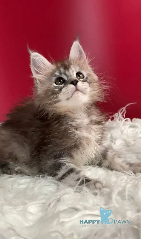 Infiniti Maine Coon female black tortie silver tabby live animals