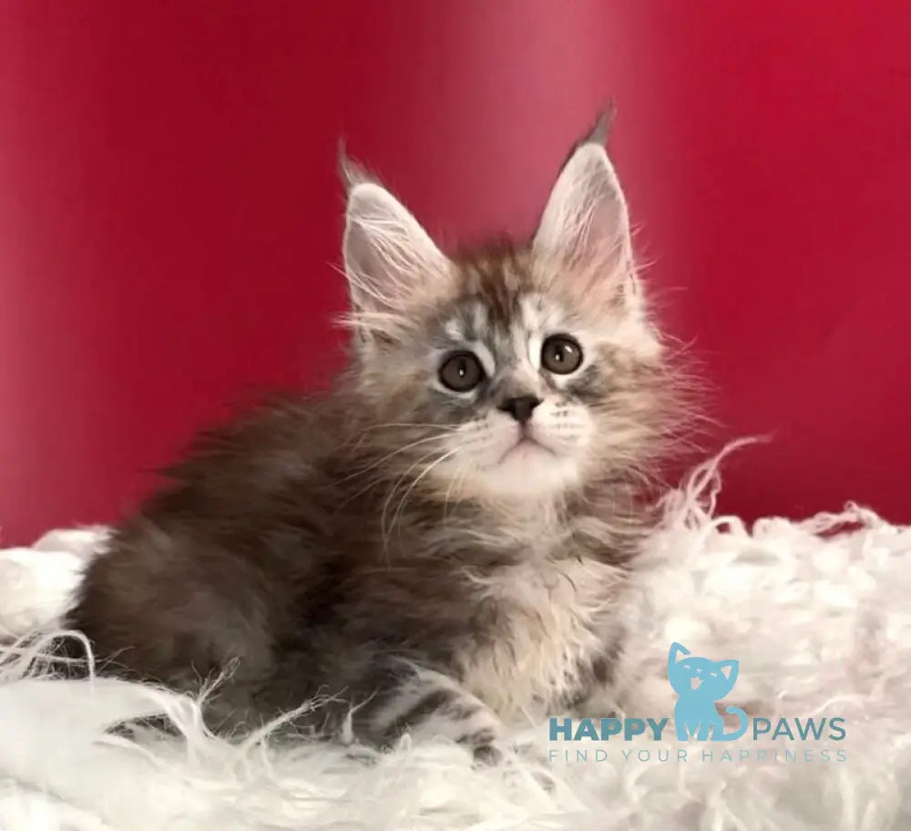 Infiniti Maine Coon female black tortie silver tabby live animals