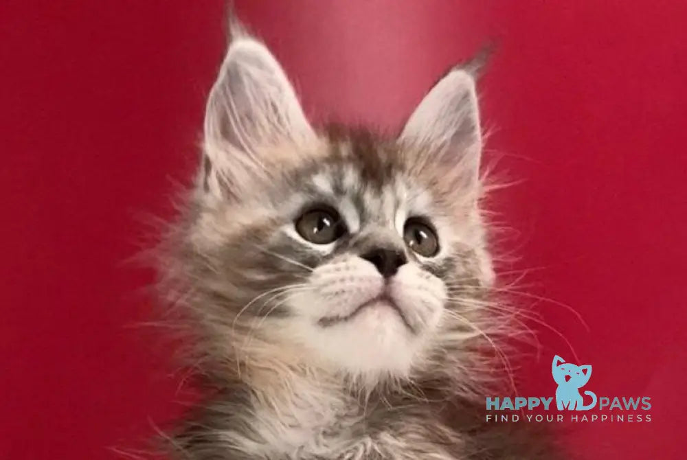 Infiniti Maine Coon female black tortie silver tabby live animals