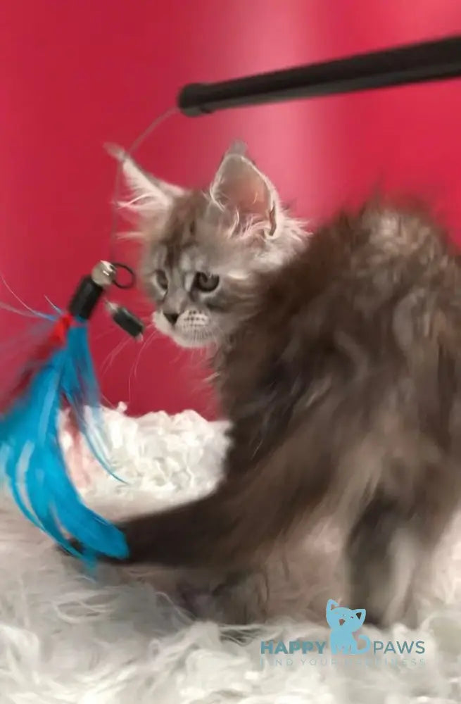 Infiniti Maine Coon female black tortie silver tabby live animals