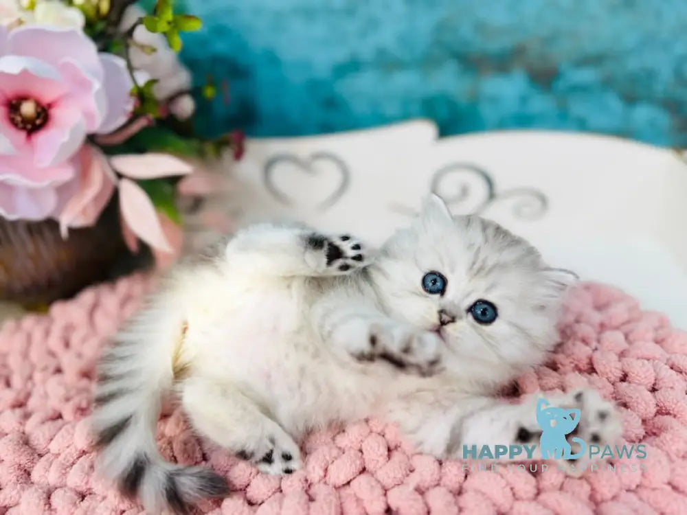 Infiniti Scottish Straight male black silver shaded live animals