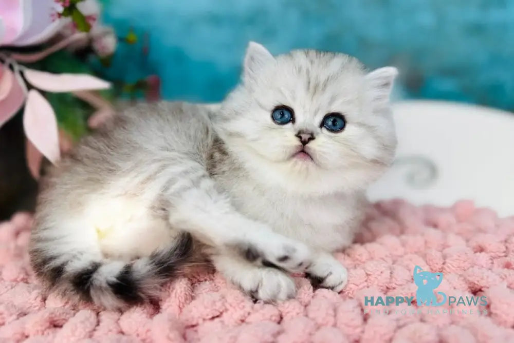 Infiniti Scottish Straight male black silver shaded live animals