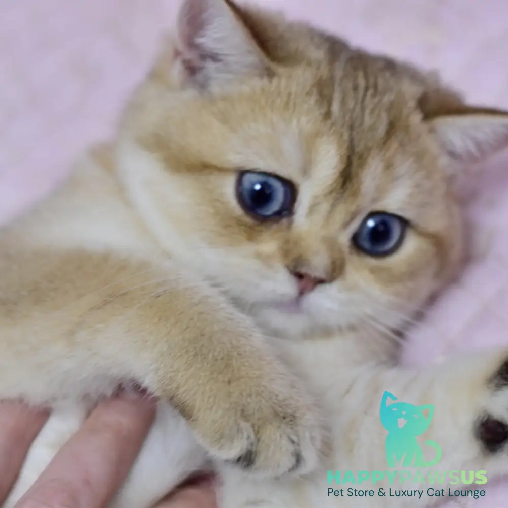 Infinity British Shorthair female black golden shaded - live animals