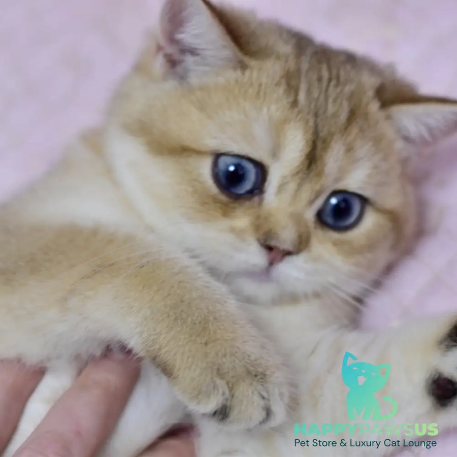 Infinity British Shorthair female black golden shaded - live animals