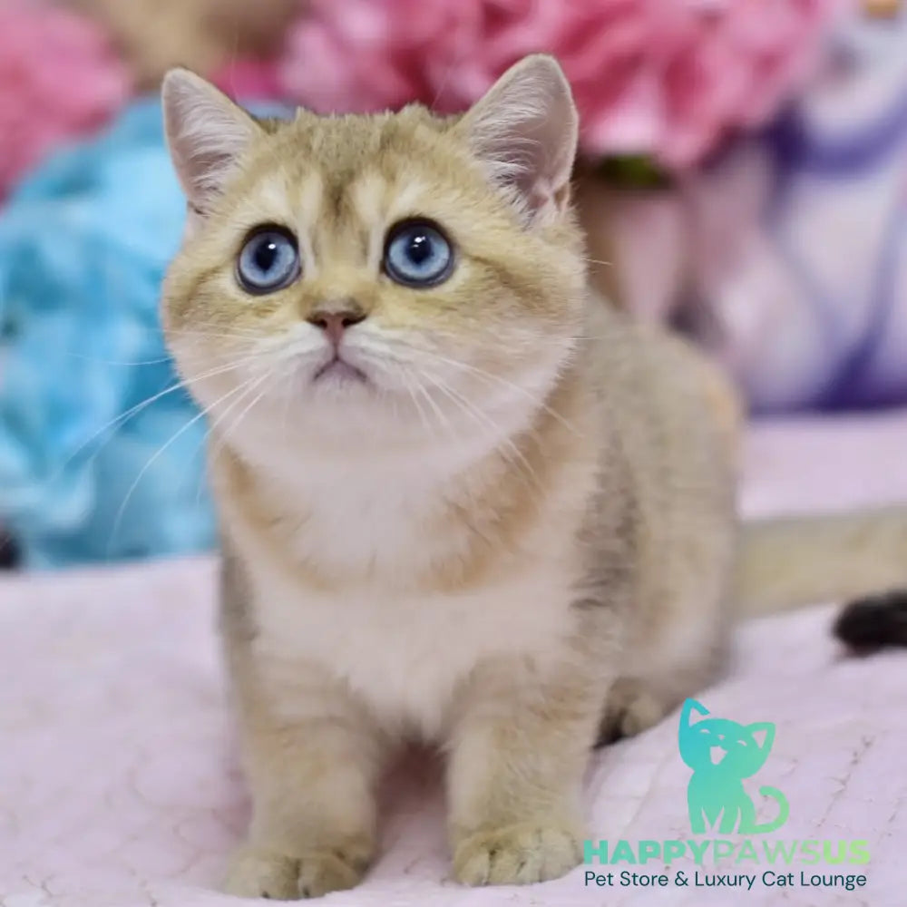 Infinity British Shorthair female black golden shaded - live animals