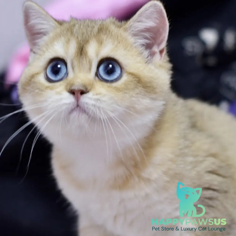 Infinity British Shorthair female black golden shaded - live animals