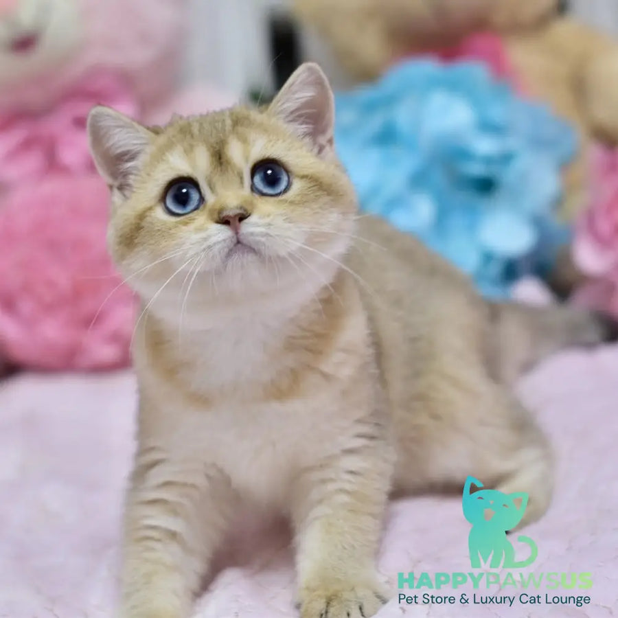 Infinity British Shorthair female black golden shaded - live animals